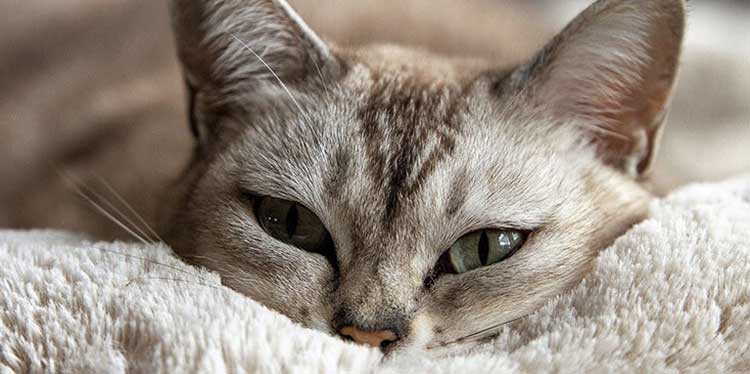 Аллергия на кошек: советы и решения