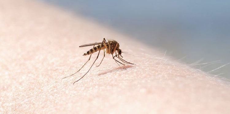 Как отпугнуть комаров эфирными маслами?